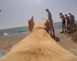 Labrador Shows You The Real Meaning of Life in 35 Seconds﻿