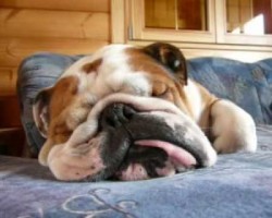 Turn Up the Volume for this Wrinkly English Bulldog! Hilarious!
