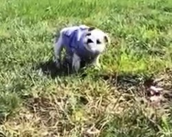 This cute English Bulldog Puppy is having a blast of her time!