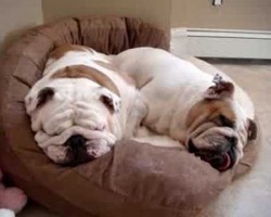 Two snoring English Bulldogs! Double doses of cuteness!