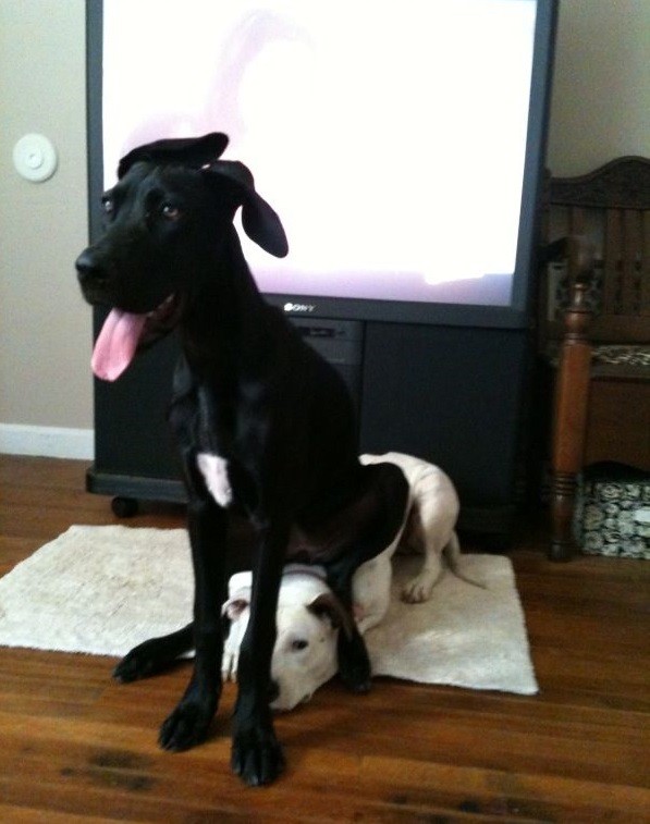 Funny great dane sitting