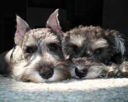 16 Reasons Schnauzers Are Not The Friendly Dogs Everyone Says They Are