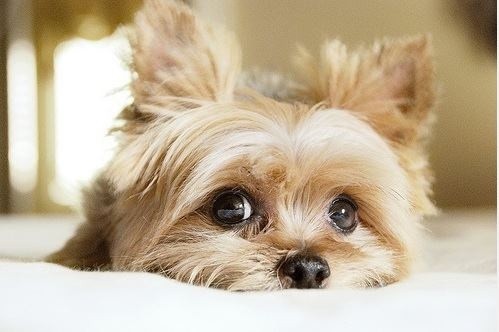 Yorkshire Terrier eyes