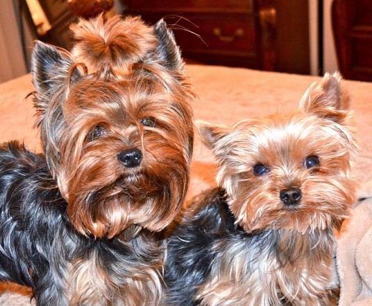 Yorkshire Terriers dogs