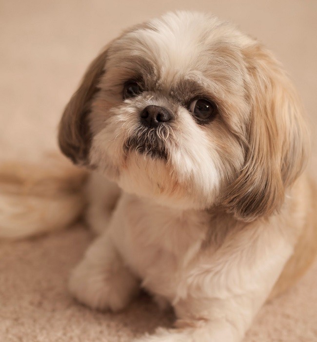 beautiful face eyes shih tzu