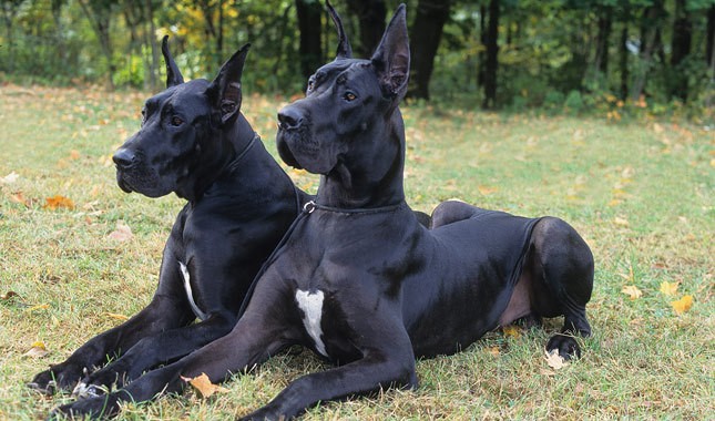 black great danes photo