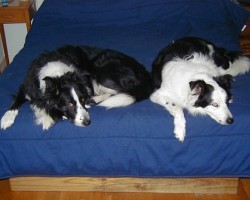 16 Reasons Border Collies Are Not The Friendly Dogs Everyone Says They Are