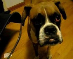 Check out what this Boxer does to get some attention!