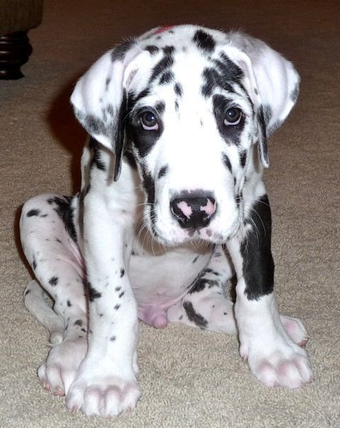 cute great dane puppy