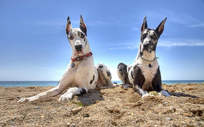 cute great danes photo