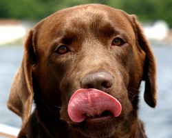 16 Reasons Labradors Are Not The Friendly Dogs Everyone Says They Are