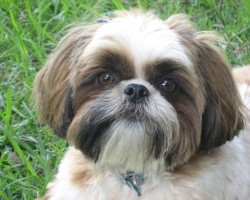 16 Reasons Shih Tzus Are Not The Friendly Dogs Everyone Says They Are