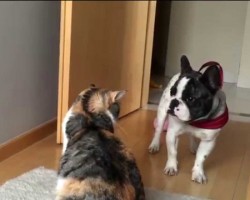 Playful French Bulldog Trying Hard To Get His Friend To Play! Hilarious!