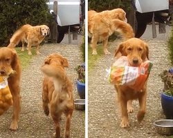 These Golden Retrievers Are The Cutest Mother’s Little Helpers One Could Ever Wish For!