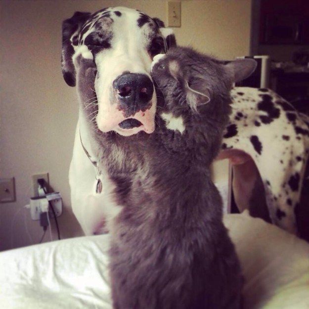 great dane cat play