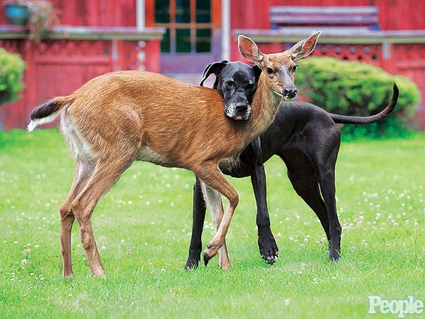 great dane deer friends