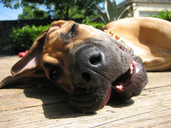 great dane nap