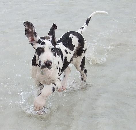 great dane water run