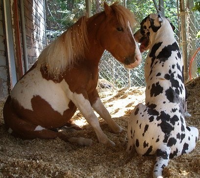 great dane with horse