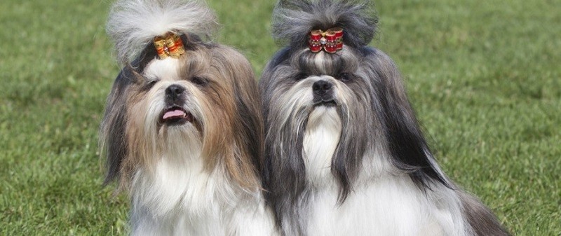 hair beautiful shih tzus