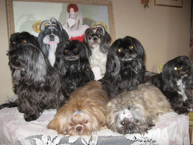 many shih tzus