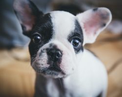 16 Reasons French Bulldogs Are Not The Friendly Dogs Everyone Says They Are