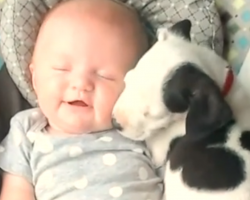 Pit Bull Puppy and Baby Girl Snuggle Up For a Nap! Too Cute!