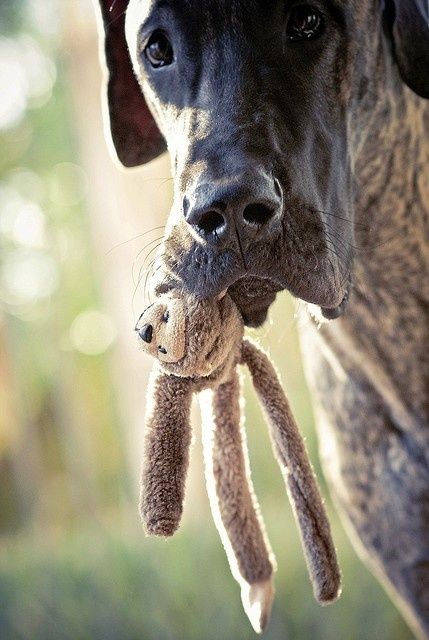 playful great dane pics