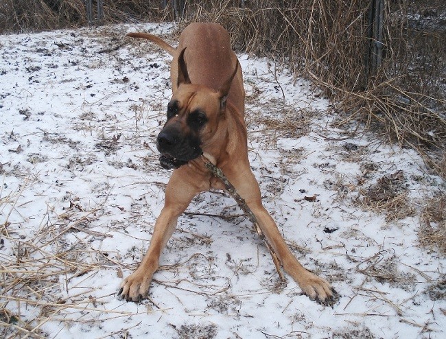 playful great dane pics