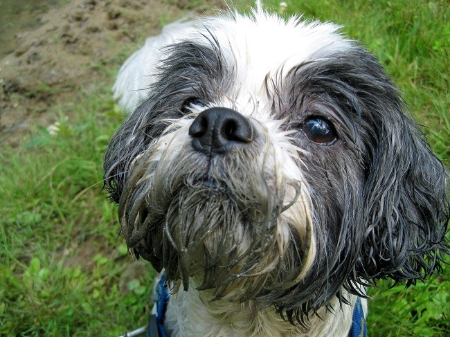 shih tzu mud face