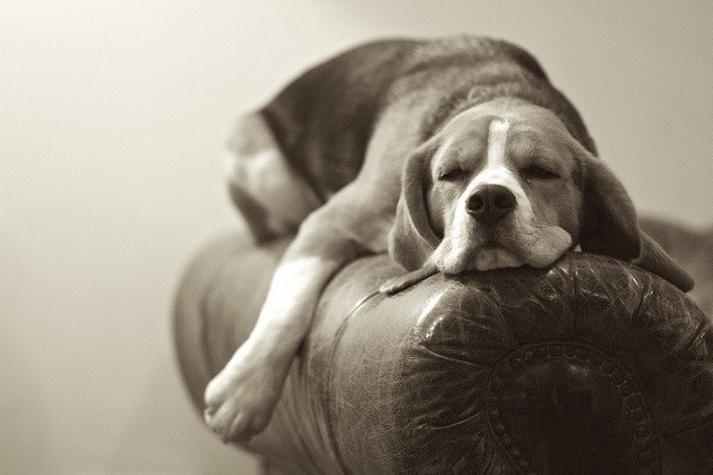 sleeping beagle arm chair