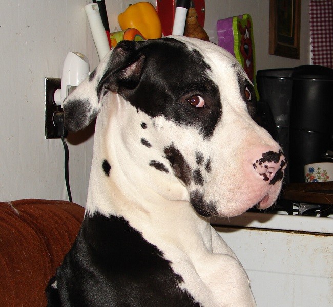 staring great dane photo