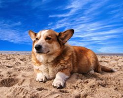 16 Reasons Corgis Are Not The Friendly Dogs Everyone Says They Are