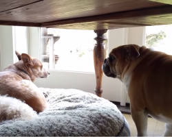 Adorable Bulldog ain’t going silent when his bed is taken! Hilarious!