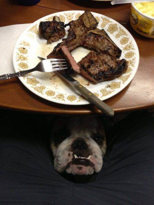 bulldog hungry begging for food