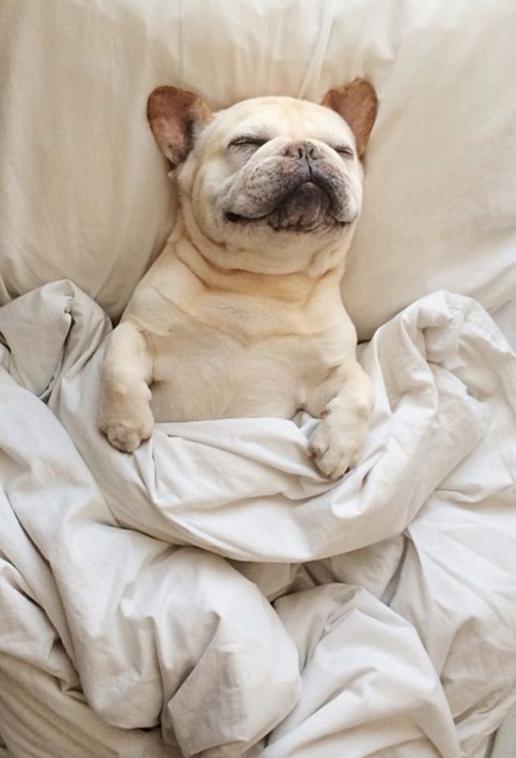 french bulldog in bed