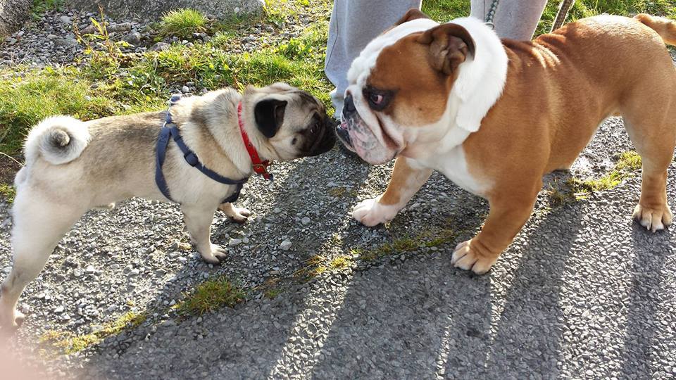bulldog meets pug