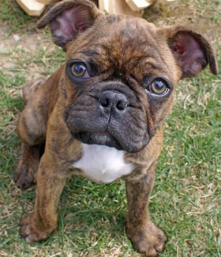 Boxer Pug Mix