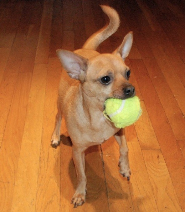 Chihuahua ball
