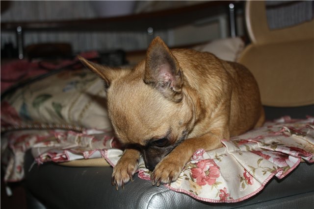 Chihuahua sad dog
