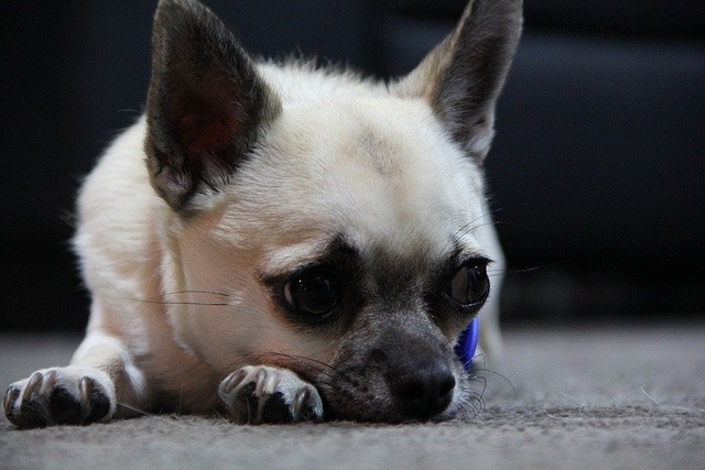 Chihuahua sad