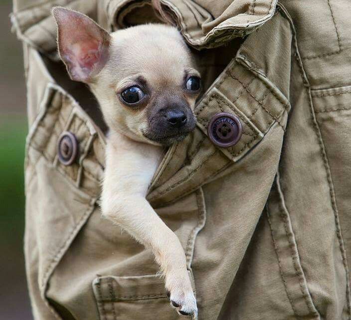Chihuahua scared