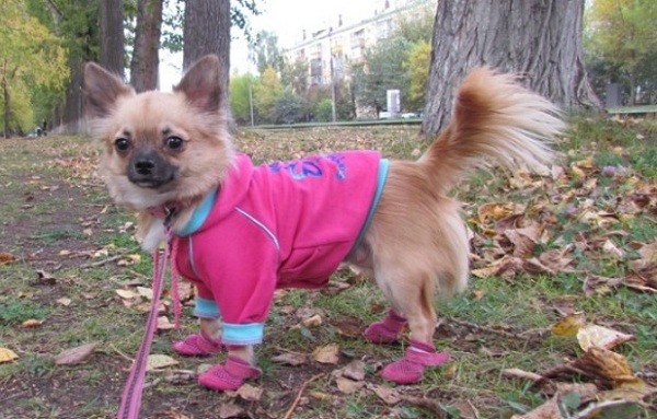 Chihuahua walk