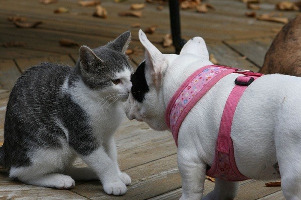 French Bulldog and cat