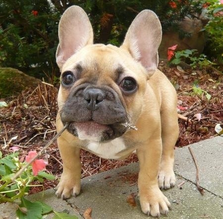 French Bulldog cute puppy