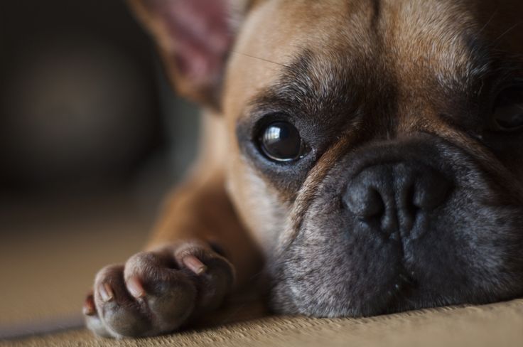 French Bulldog eyes