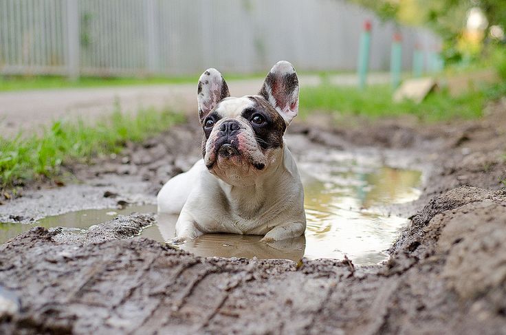 French Bulldog mud