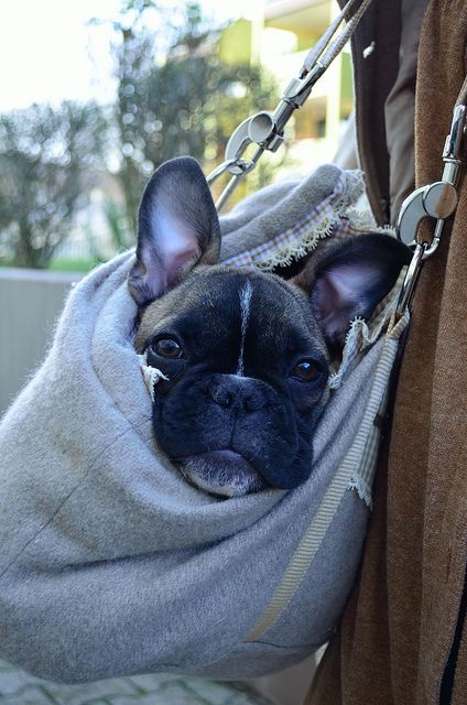 French Bulldogs in bag