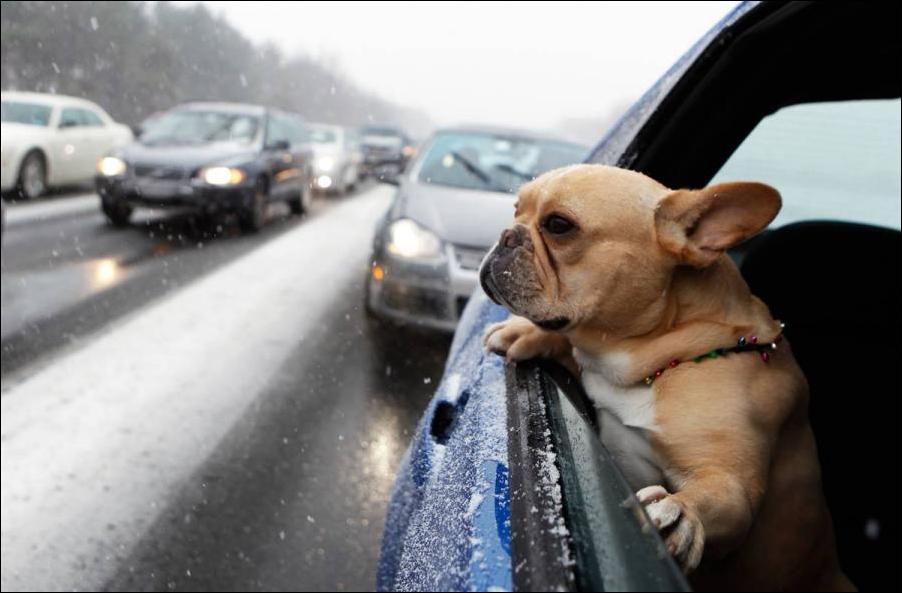 French Bulldogs in car