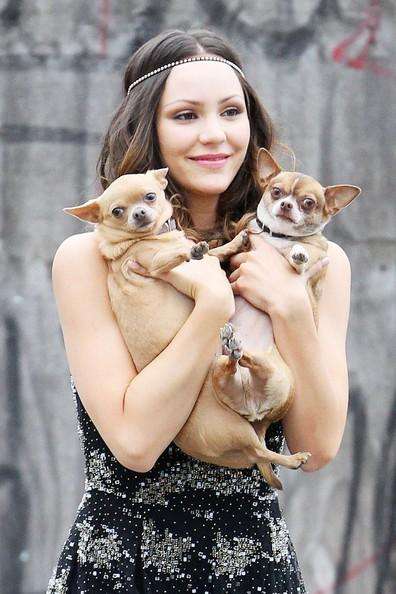 Katharine McPhee chihuahua